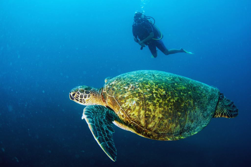 Scuba diver swimming alongside a sea turtle in the clear blue waters of Cabo Pulmo, Mexico.