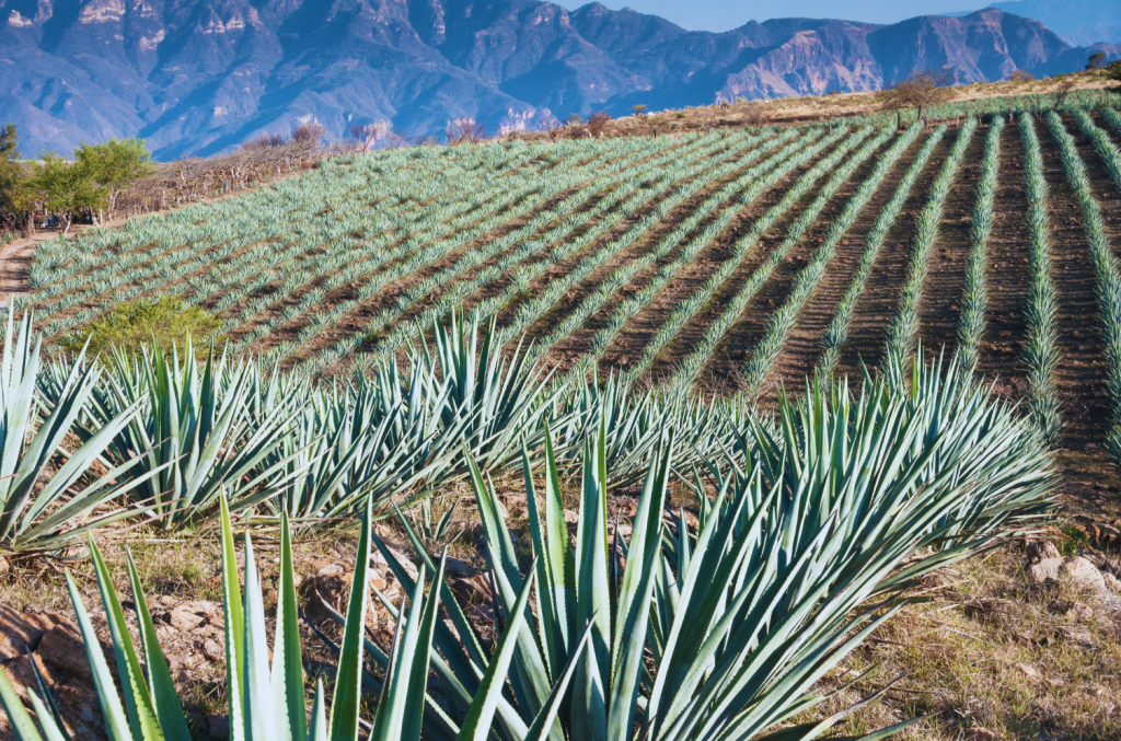 Agave fields in the town of Tequila.
