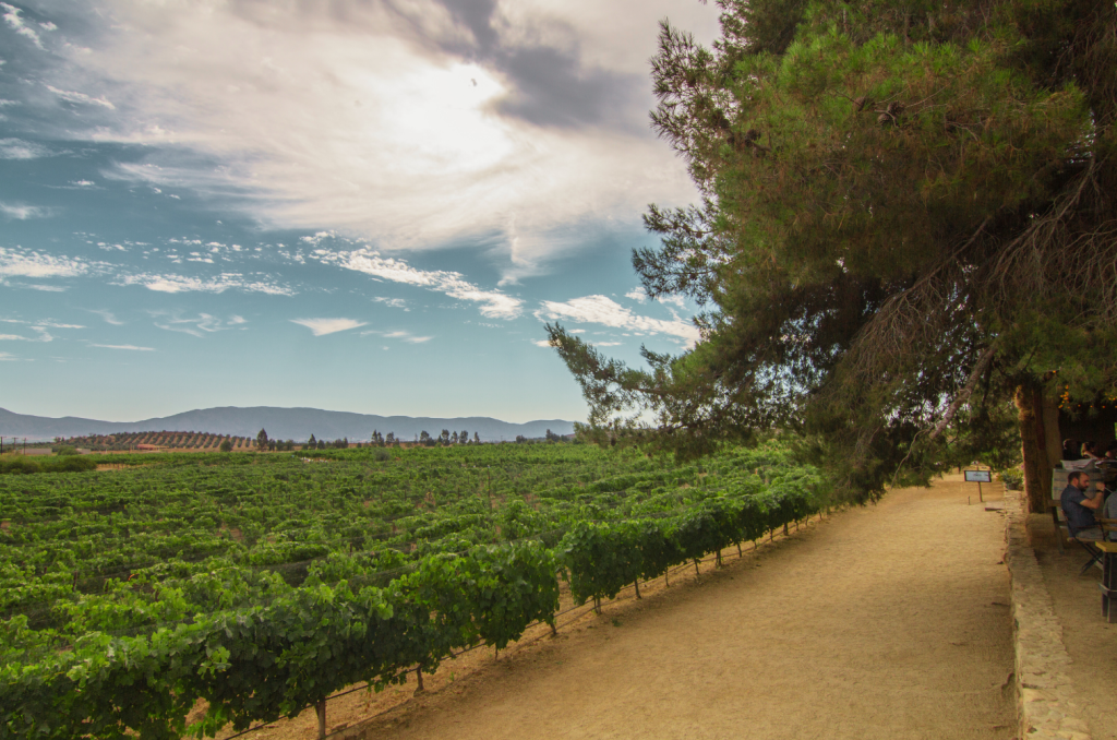 Scenic view of Valle de Guadalupe in Baja California, Mexico, with lush vineyards and mountains in the background.